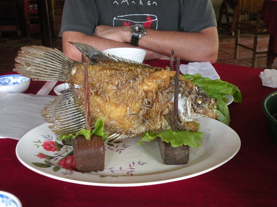 Pez oreja de elefante, Río Mekong